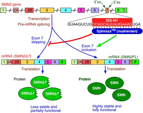 nusinersen splicing correction